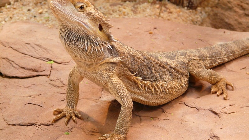 Bearded dragon standing on rock
