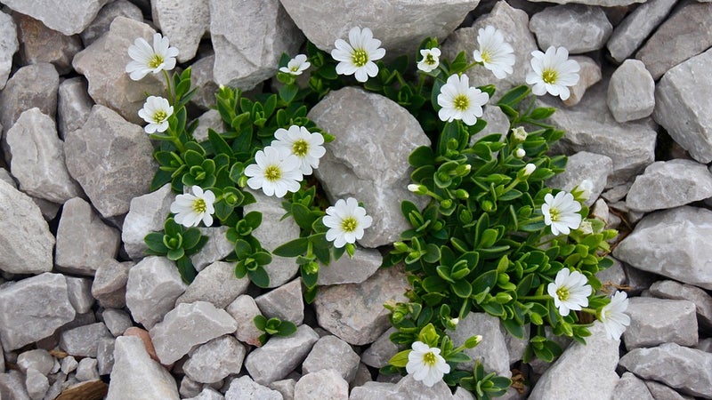 Cerastium plant growing up through rocks